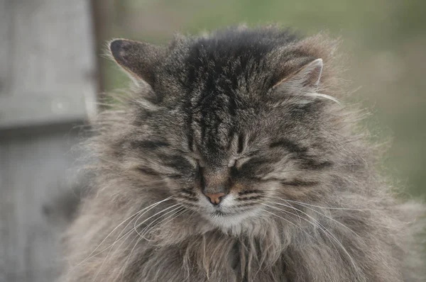 Norvégien Pure Forêt Chat Portrait Tête Gros Plan — Photo