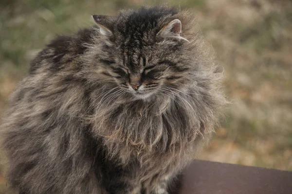 Norvégien Pure Forêt Chat Portrait Tête Gros Plan — Photo