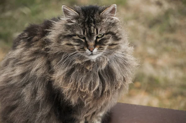 Norueguês Raça Pura Floresta Gato Retrato Cabeça Closeup — Fotografia de Stock