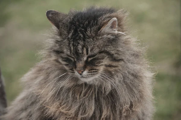 Norvégien Pure Forêt Chat Portrait Tête Gros Plan — Photo