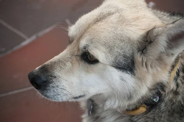 Sevimli Erkek Melez Sokak Köpeği Kafa Closeup — Stok fotoğraf