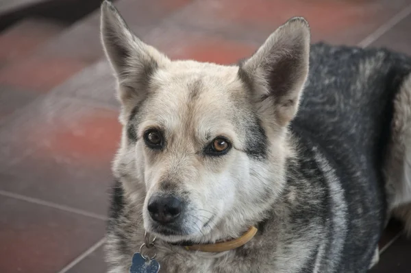 愛らしい男性モングレル野良犬の頭クローズアップ — ストック写真