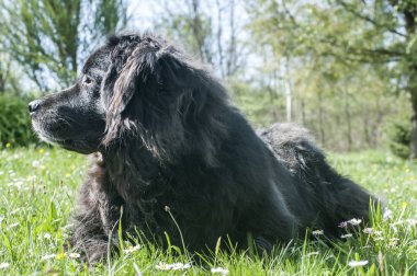 Açık güneşli bir günde yeşil çim çayır closeup üzerinde yatan Kadın siyah Newfoundland köpek