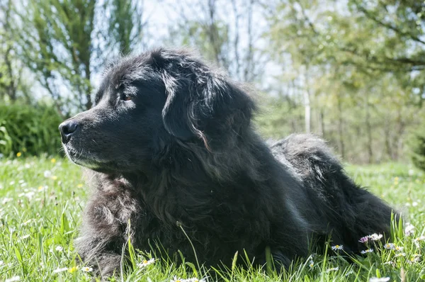 Perro Negro Terranova Hembra Acostado Prado Hierba Verde Primer Plano — Foto de Stock