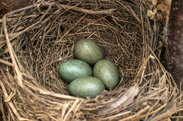 Common Blackbird Eggs Nest Closeup — Stock Photo, Image