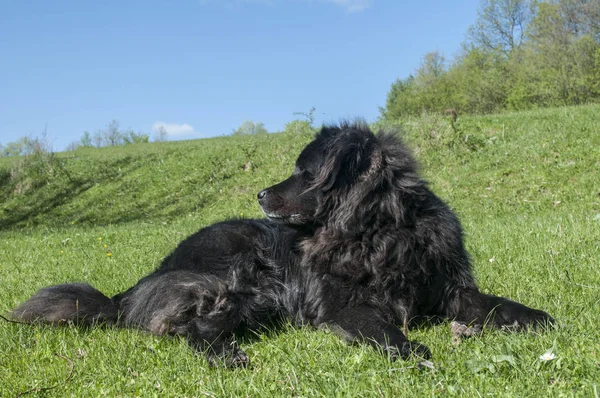 Жіночий Чорний Ньюфаундленд Собака Лежачи Зеленій Траві Луг Крупним Планом — стокове фото