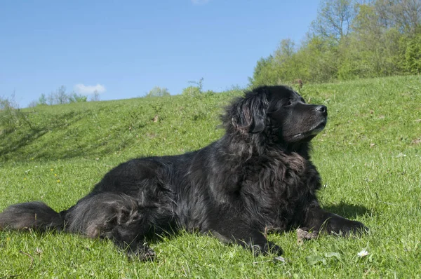 Жіночий Чорний Ньюфаундленд Собака Лежачи Зеленій Траві Луг Крупним Планом — стокове фото