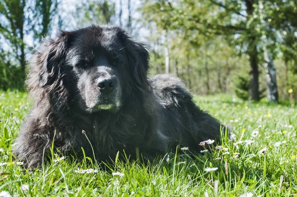 女性黑色纽芬兰狗躺在绿草草地特写在晴朗的晴天 — 图库照片