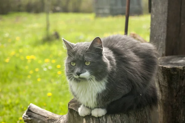 Uroczy Kot Odpoczywa Wiejskiej Wsi Dom Ogród Zbliżenie — Zdjęcie stockowe