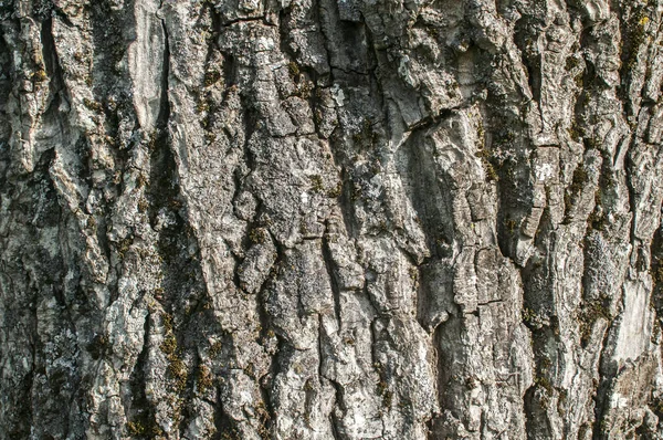 Bark Gammelt Æbletræ Closeup Som Naturlig Baggrund - Stock-foto