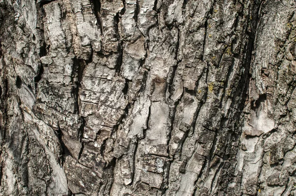 Bark Old Apple Tree Closeup Natural Background — Stock Photo, Image