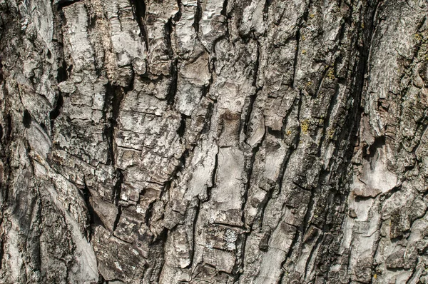 Écorce Vieil Pommier Gros Plan Comme Fond Naturel — Photo