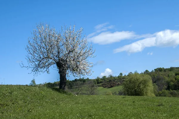 Blühender Apfelbaum Auf Grüner Wiese Bei Klarem Sonnenschein — Stockfoto