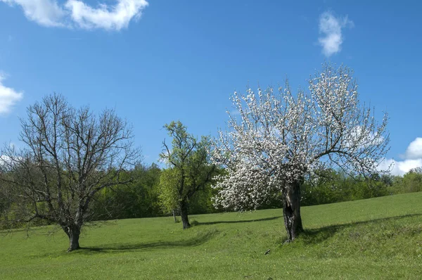 Blühender Apfelbaum Auf Grüner Wiese Bei Klarem Sonnenschein — Stockfoto