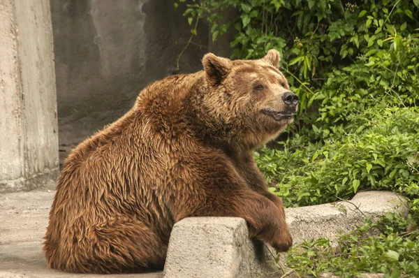 Brun Grizzlybjörn Närbild Zoo Trädgård — Stockfoto