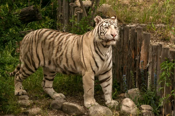Branco Jovem Tigre Siberiano Closeup Jardim Zoológico — Fotografia de Stock