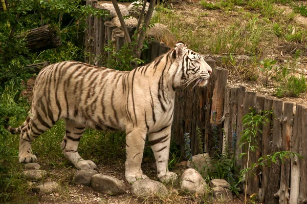 White Young Siberian Tiger Closeup Zoo Garden — Stock Photo, Image