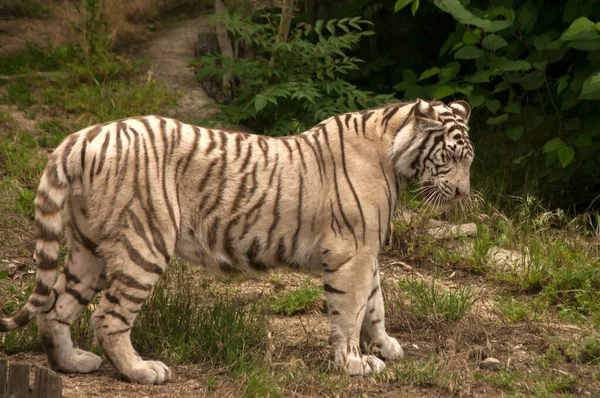 Branco Jovem Tigre Siberiano Closeup Jardim Zoológico — Fotografia de Stock