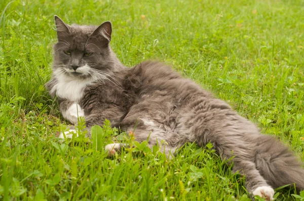 Θηλυκό Γκρι Γάτα Στηρίζεται Στο Πράσινο Λιβάδι Γρασίδι — Φωτογραφία Αρχείου