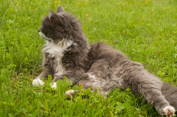 Dişi Gri Kedi Yeşil Çayırlarda Dinleniyor — Stok fotoğraf