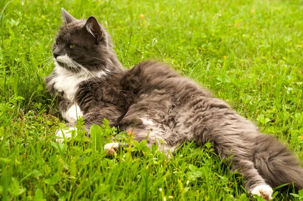 Dişi Gri Kedi Yeşil Çayırlarda Dinleniyor — Stok fotoğraf