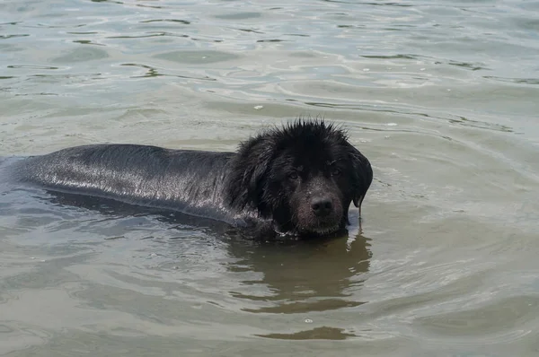 Newfoundland Dog Swimming Calm Water Closeup — Stock Photo, Image