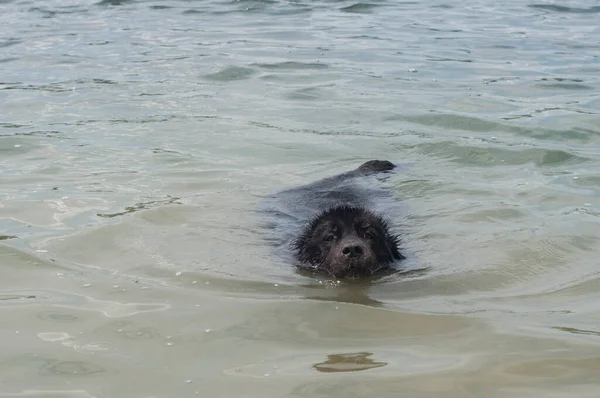 Terranova Perro Nadando Calma Agua Primer Plano — Foto de Stock