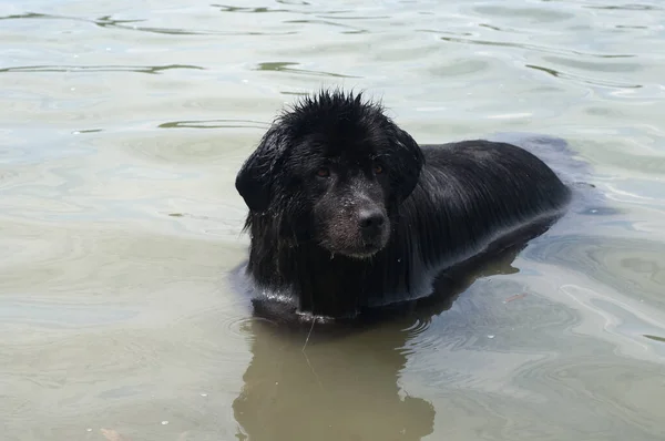 纽芬兰狗在平静的水面特写中游泳 — 图库照片