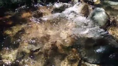 Ormandaki küçük temiz dağ deresi