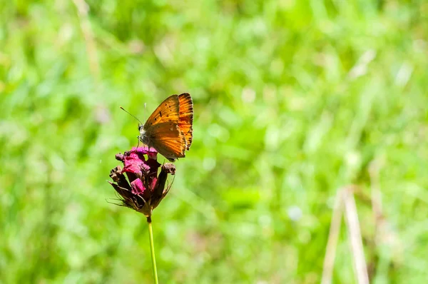 Farfalla Appollaiata Sul Campo Fiorito Nella Soleggiata Giornata Estiva — Foto Stock