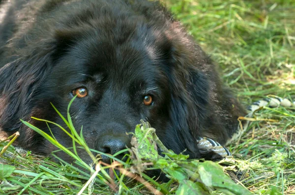 Terranova Cane Posa Erba Verde Prato Primo Piano — Foto Stock