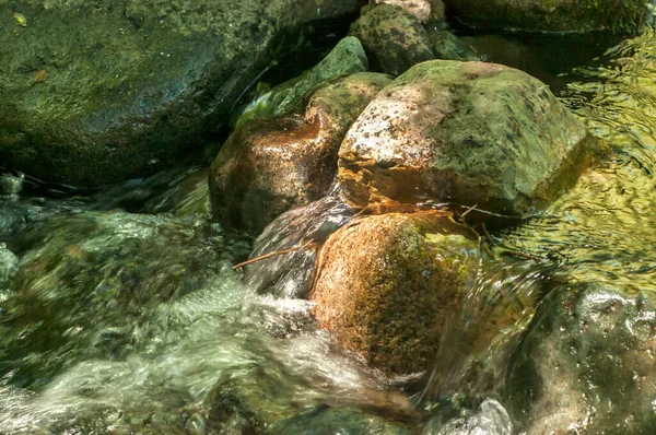 森の中の小さな澄んだ渓流の水 — ストック写真