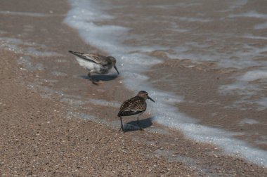Güneşli yaz günlerinde kumsaldaki su hattında yaygın kum çullukları Actitis hipoleucos