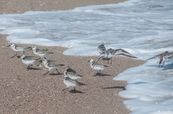 Vanliga Sandpipare Actitis Hypoleucos Sandstrand Vattenlinje Solig Sommardag — Stockfoto