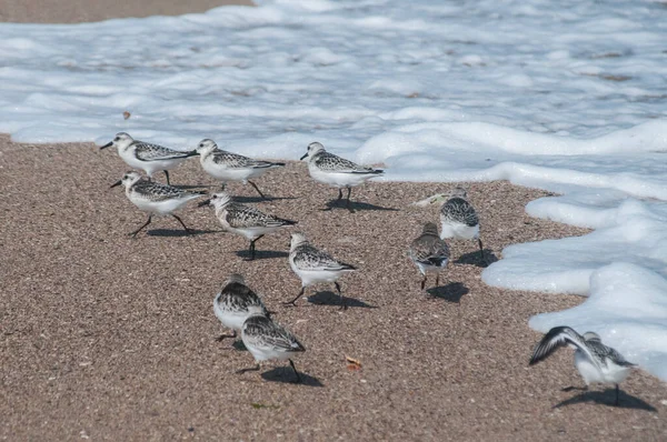 Vanliga Sandpipare Actitis Hypoleucos Sandstrand Vattenlinje Solig Sommardag — Stockfoto