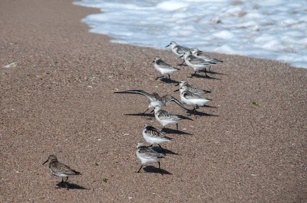 Vanliga Sandpipare Actitis Hypoleucos Sandstrand Vattenlinje Solig Sommardag — Stockfoto