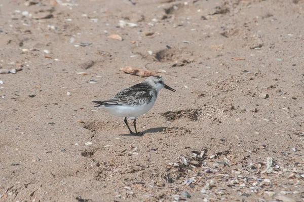 Sandpipers Comuns Actitis Hypoleucos Praia Areia Linha Água Dia Ensolarado — Fotografia de Stock