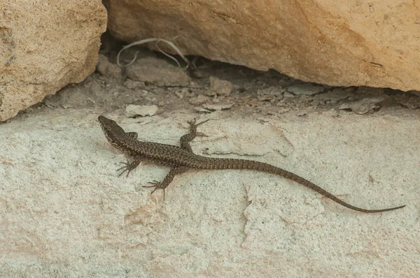 Lagarto Comum Closeup Entre Grandes Pedras Stonewall — Fotografia de Stock