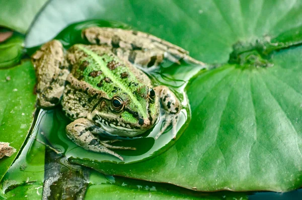 Brouillard Léopard Vert Sur Feuille Nénuphar Dans Étang — Photo