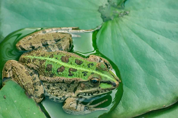 Nebbia Leopardo Verde Foglia Giglio Acqua Uno Stagno — Foto Stock