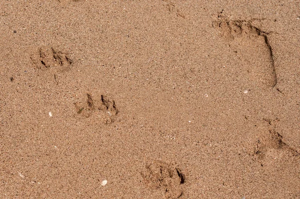 Fußabdrücke Von Hund Und Mensch Dicht Beieinander Nassen Meeressand — Stockfoto