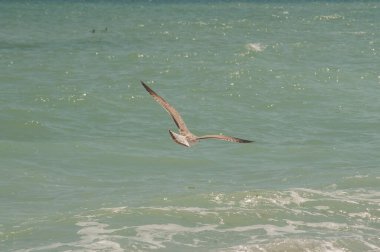 Sarı bacaklı martı Larus michahellis yaz güneşli bir günde deniz suyunun üzerinde uçuyor.
