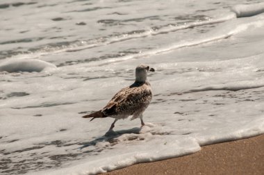 Sarı bacaklı martı Larus Michael Hellis ıslak deniz kumsalına yakın çekim yapıyor.