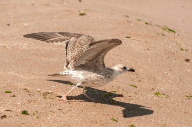 Sarı bacaklı martı Larus Michael Hellis ıslak deniz kumsalına yakın çekim yapıyor.