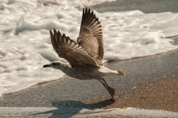 Gelbfußmöwe Larus Michahellis Nahaufnahme Nassen Sandstrand — Stockfoto