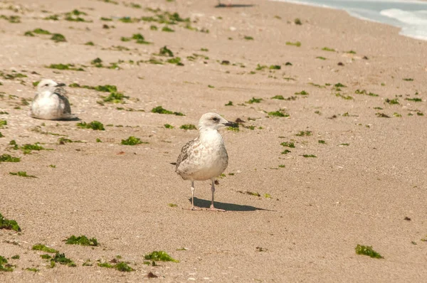 Mewa Żółtymi Nogami Larus Michahellis Zbliżenie Mokrym Morzu Piaszczysta Plaża — Zdjęcie stockowe