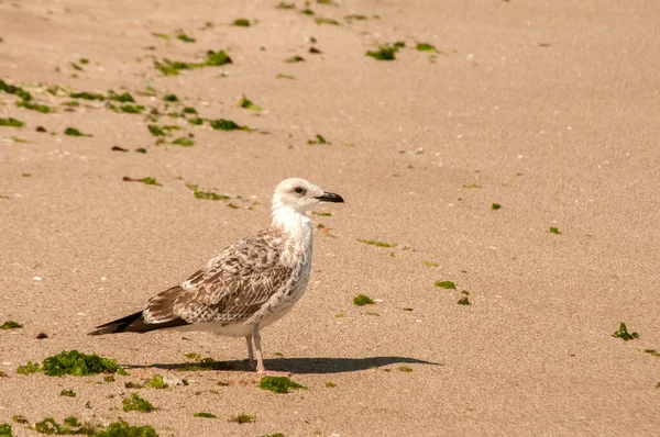 Gaivota Pernas Amarelas Larus Michahellis Close Mar Molhado Praia Areia — Fotografia de Stock