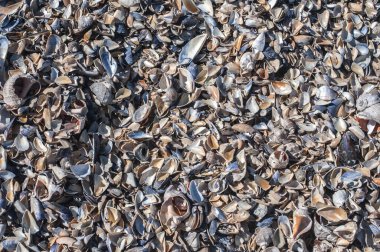 Ezilmiş siyah midye kabukları Choromytilus meridionalis arka plan olarak yakın plan