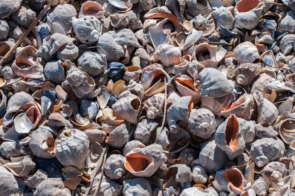 Damarlı Rapa Eniği Rapana Venosa Boş Kabuklar Deniz Kabuğu Arka — Stok fotoğraf