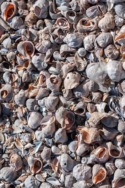 Damarlı Rapa Eniği Rapana Venosa Boş Kabuklar Deniz Kabuğu Arka — Stok fotoğraf
